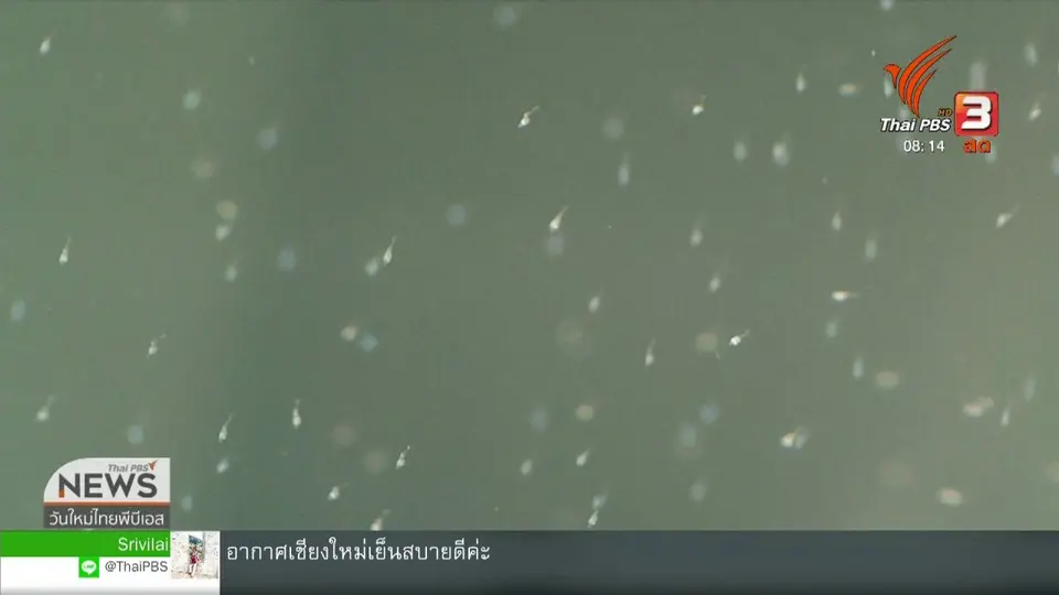 ​จับตาข่าวเด่น : แปลงเพศกุ้งก้ามกราม สายพันธุ์ MU1