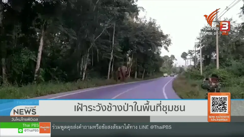 จับตาข่าวเด่น : เฝ้าระวังช้างป่าในพื้นที่ชุมชน