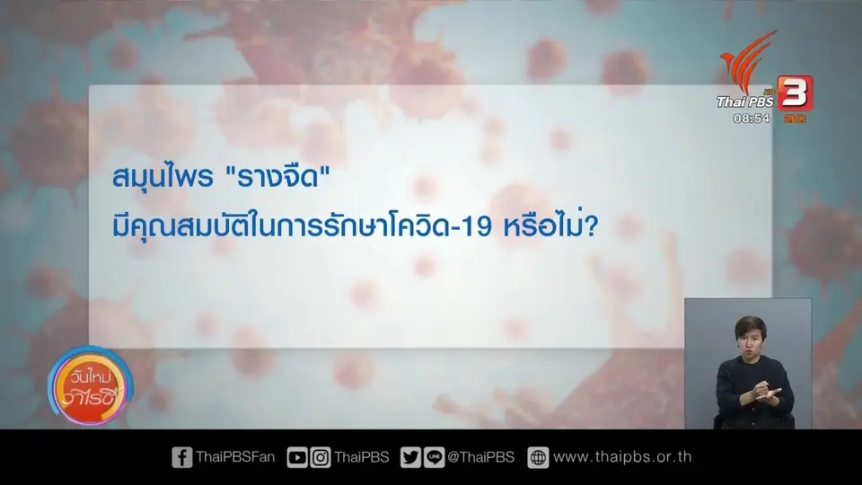 ไขข้อข้องใจ ภัยโควิด-19 : สมุนไพร " รางจืด " มีคุณสมบัติในการรักษาโควิด-19 หรือไม่
