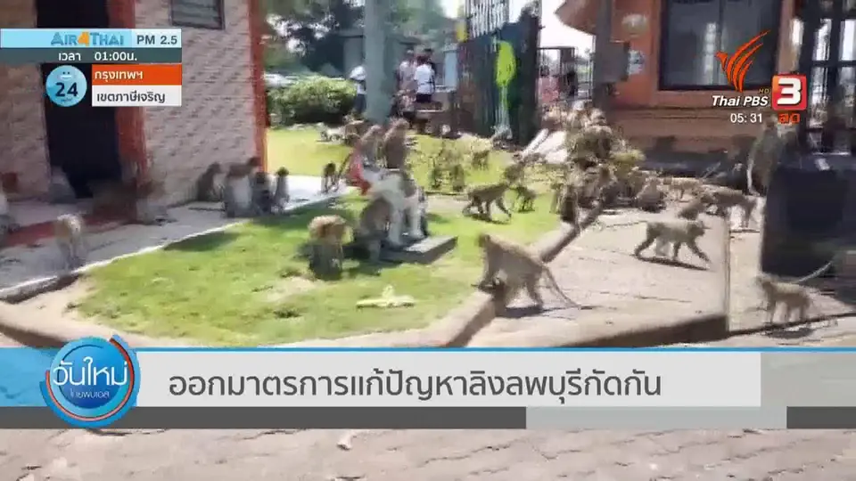 ออกมาตรการแก้ปัญหาลิงลพบุรีกัดกัน