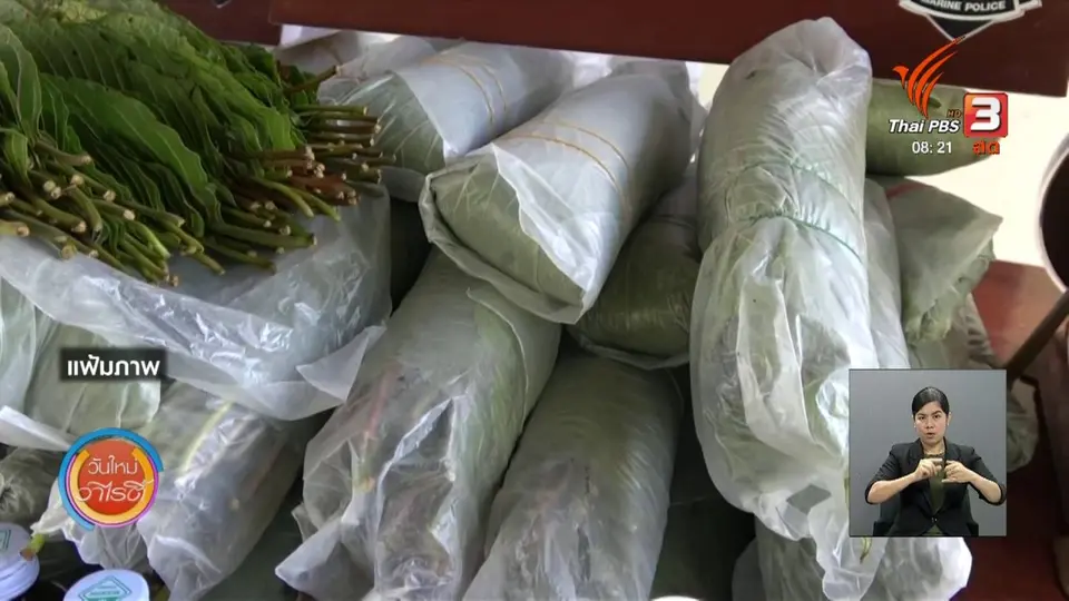 ​จับตาข่าวเด่น​ : พืชกระท่อมไม่สามารถรักษาโควิด-19 ได้