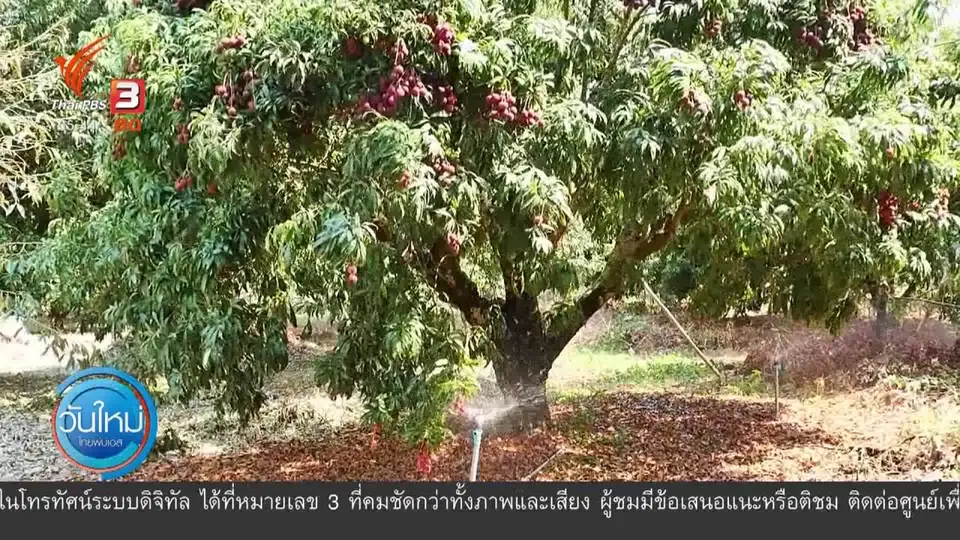 ​ผลโควิด-19 ลิ้นจี่ขายไม่ออกยกสวน