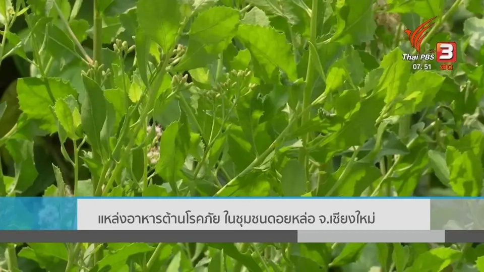 ​ตอบโจทย์ภัยพิบัติ : แหล่งอาหารต้านโรคภัย ชุมชนดอยหล่อ จ.เชียงใหม่