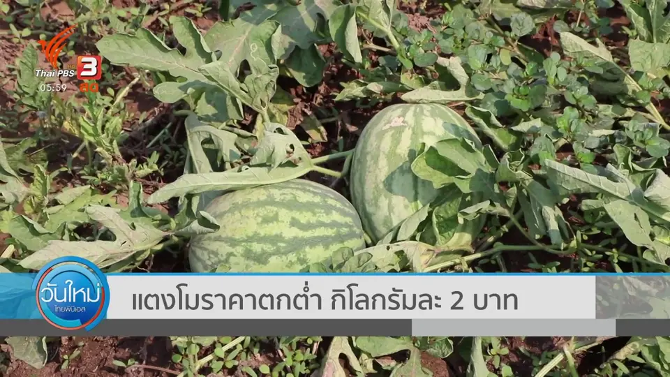 แตงโมราคาตกต่ำ กิโลกรัมละ 2 บาท
