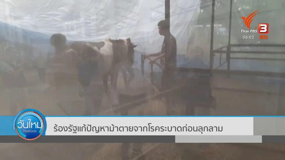 ร้องรัฐแก้ปัญหาม้าตายจากโรคระบาดก่อนลุกลาม