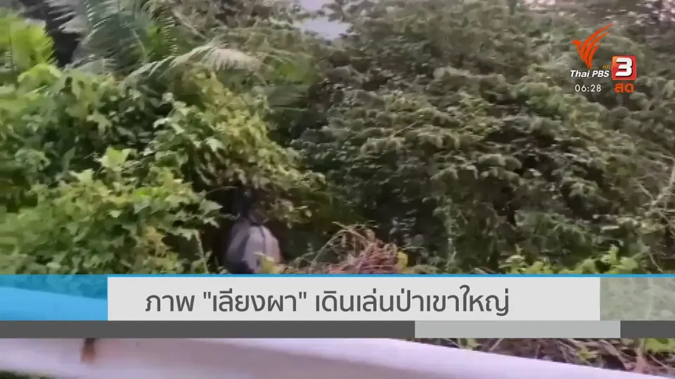 "เลียงผา" เดินเล่นป่าเขาใหญ่