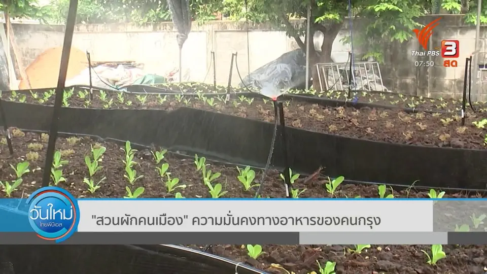 ตอบโจทย์ภัยพิบัติ : สวนผักคนเมือง ความมั่นคงทางอาหารของคนกรุง