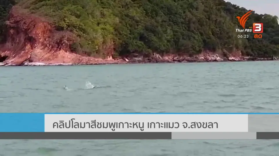 คลิปโลมาสีชมพู เกาะหนู เกาะแมว จ.สงขลา