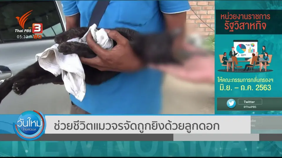 ช่วยชีวิตแมวจรจัดถูกยิงด้วยลูกดอก