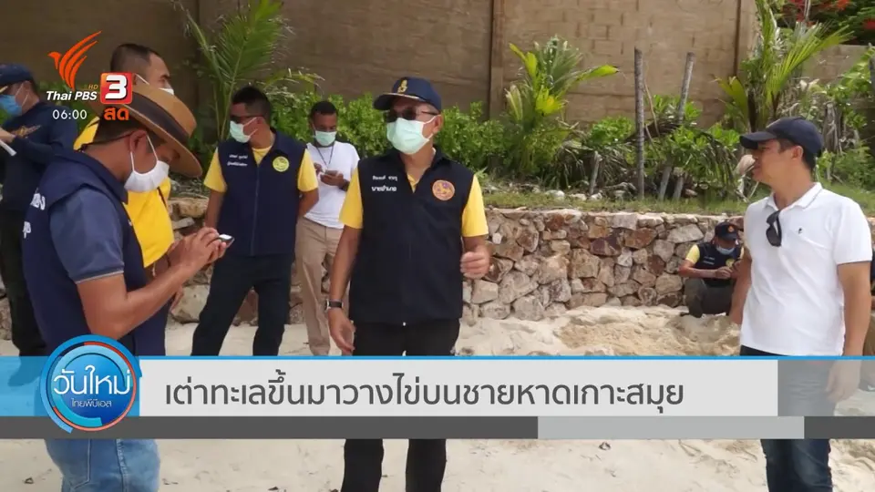 ​เต่าทะเลขึ้นมาวางไข่บนชายหาดเกาะสมุย