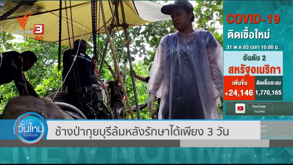​ช้างป่ากุยบุรีลัมหลังรักษาได้เพียง 3 วัน