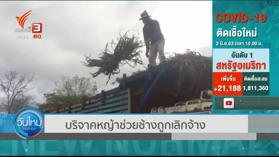 ​บริจาคหญ้าช่วยช้างถูกเลิกจ้าง