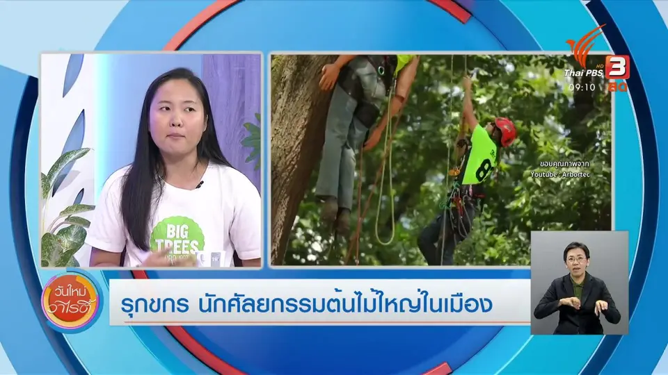 ​ประเด็นสังคม : “รุกขกร” นักศัลยกรรมต้นไม้ใหญ่ในเมือง