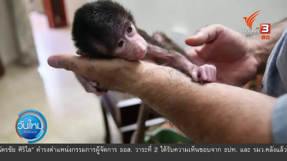ลูกสัตว์เกิดใหม่ในปาเลสไตน์เพิ่มขึ้น 3 เท่า ช่วงโควิด-19
