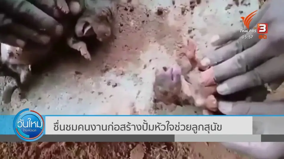 ชื่นชมคนงานก่อสร้างปั้มหัวใจช่วยลูกสุนัข