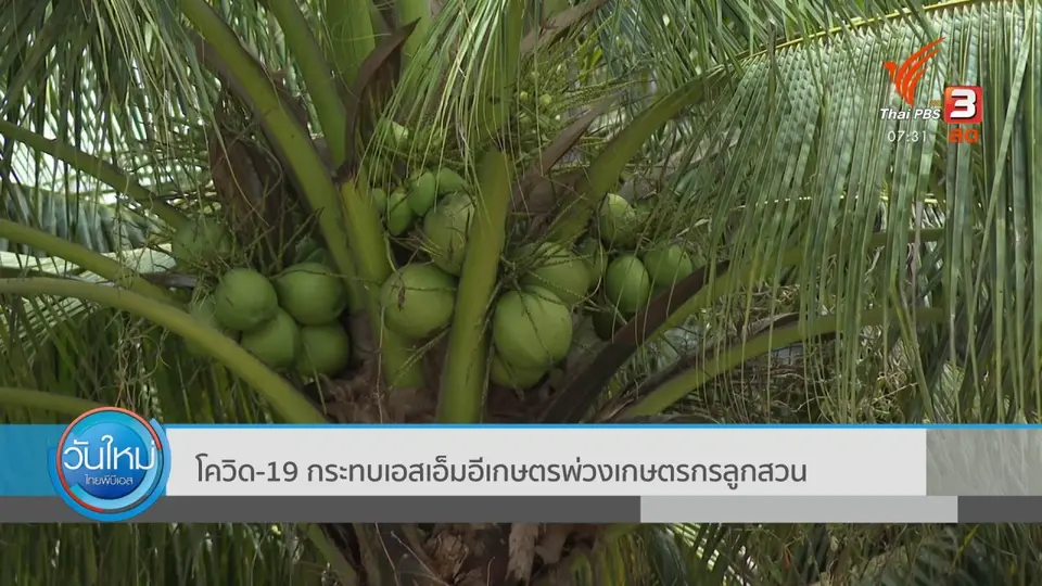 กินอยู่รู้รอบ : โควิด-19 กระทบเอสเอ็มอีเกษตรพ่วงเกษตรกรลูกสวน