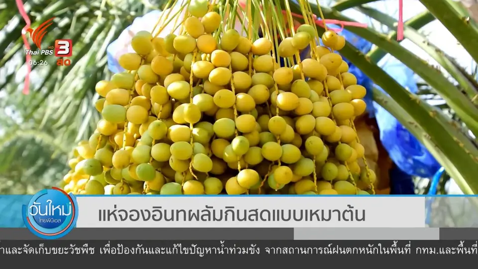 แห่จองอินทผาลัมกินสดแบบเหมาต้น