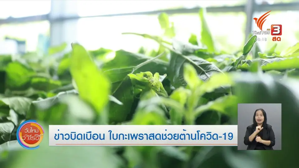 จับตาข่าวเด่น : ข่าวบิดเบือน ใบกะเพราสดช่วยต้านโควิด-19