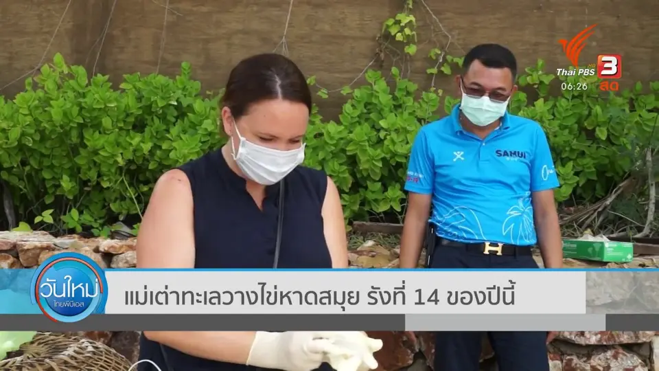 แม่เต่าทะเลวางไข่หาดสมุย รังที่ 14 ของปีนี้