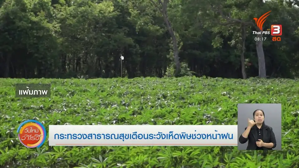 จับตาข่าวเด่น : กระทรวงสาธารณสุขเตือนระวังเห็ดพิษช่วงหน้าฝน