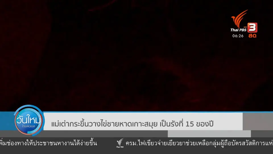 แม่เต่ากระ ขึ้นวางไข่ชายหาดเกาะสมุย เป็นรังที่ 15 ของปี