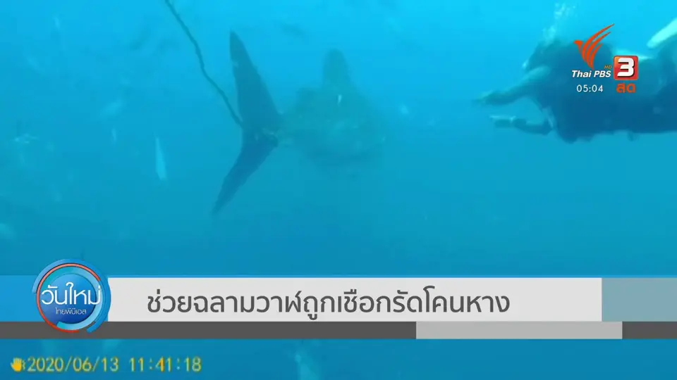 ช่วยฉลามวาฬถูกเชือกรัดโคนหาง