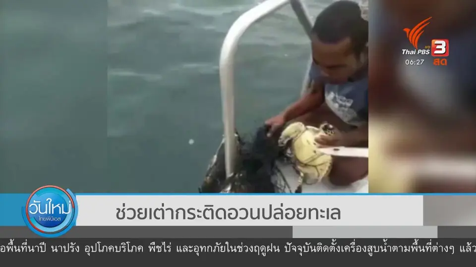 ​ช่วยเต่ากระติดอวนปล่อยทะเล