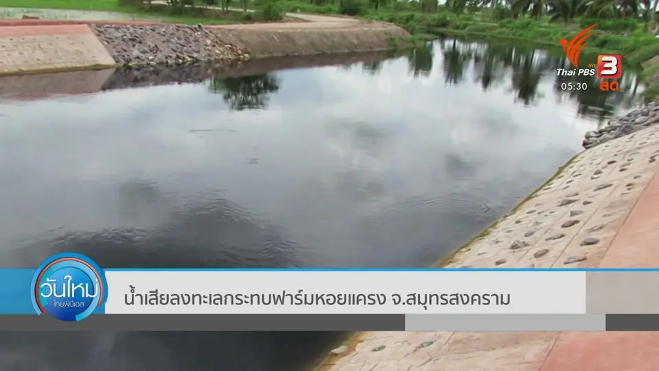 ​น้ำเสียลงทะเลกระทบฟาร์มหอยแครง จ.สมุทรสงคราม