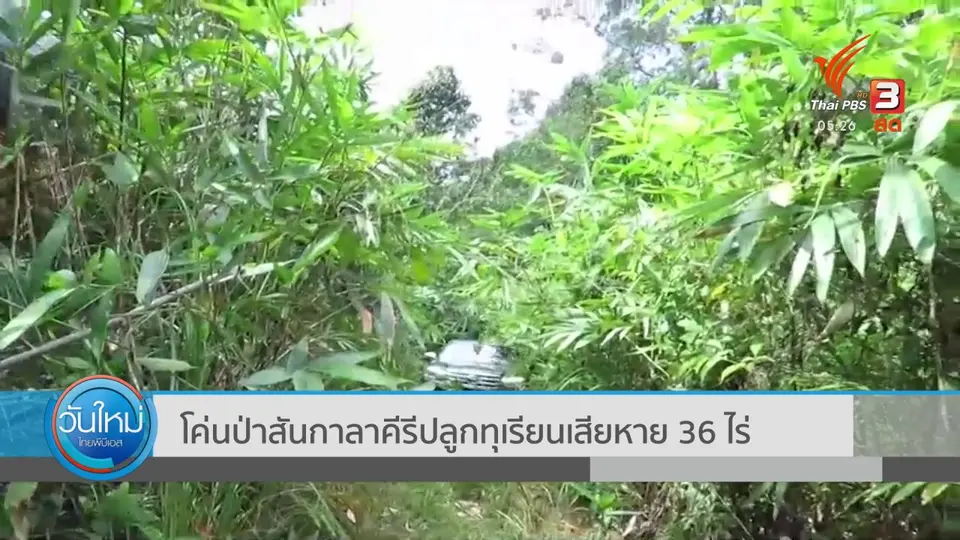 ​โค่นป่าสันกาลาคีรีปลูกทุเรียนเสียหาย 36 ไร่