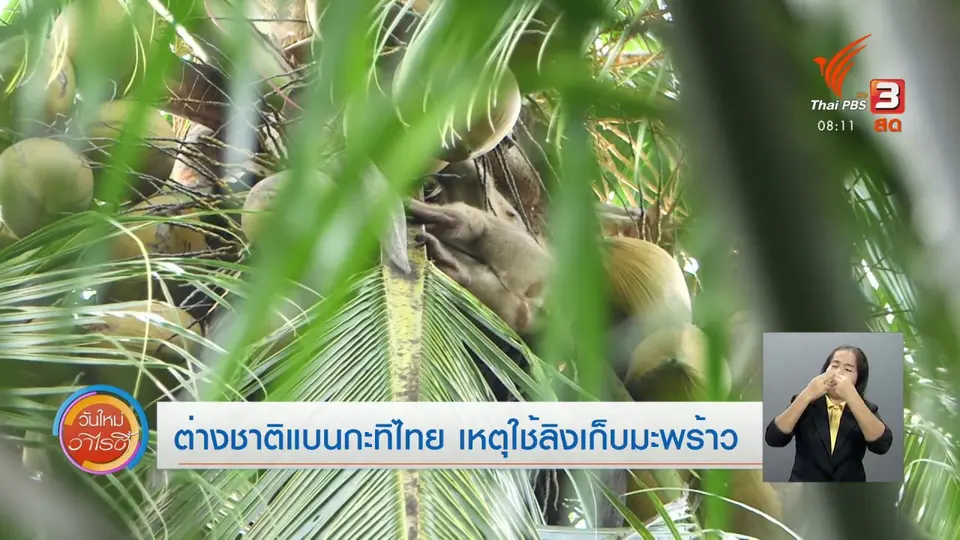 จับตาข่าวเด่น​ : ต่างชาติแบนกะทิไทย เหตุใช้ลิงเก็บมะพร้าว
