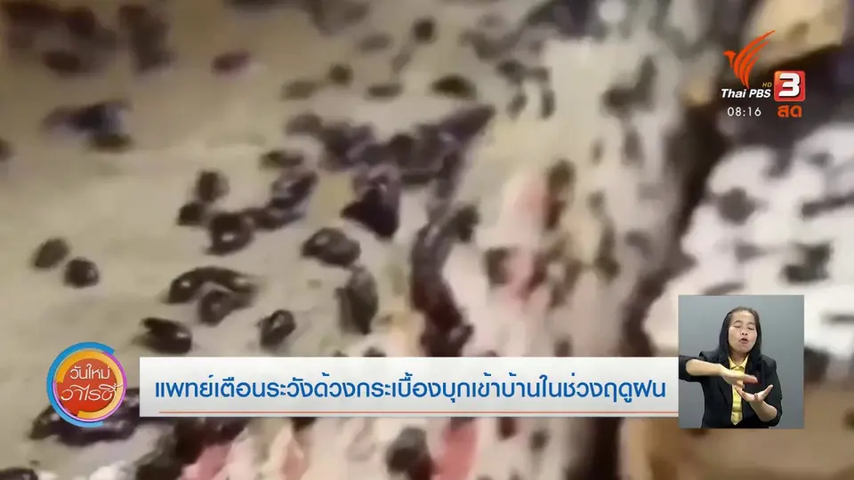 จับตาข่าวเด่น​ : แพทย์เตือนระวังด้วงกระเบื้องบุกเข้าบ้านในช่วงฤดูฝน