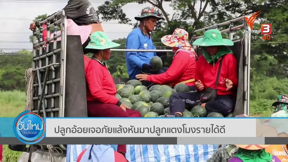 ปลูกอ้อยเจอภัยแล้งหันมาปลูกแตงโมรายได้ดี