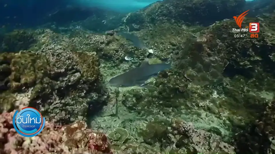 ฉลามว่ายน้ำแนวปะการังเกาะพีพีหลังเปิดท่องเที่ยว