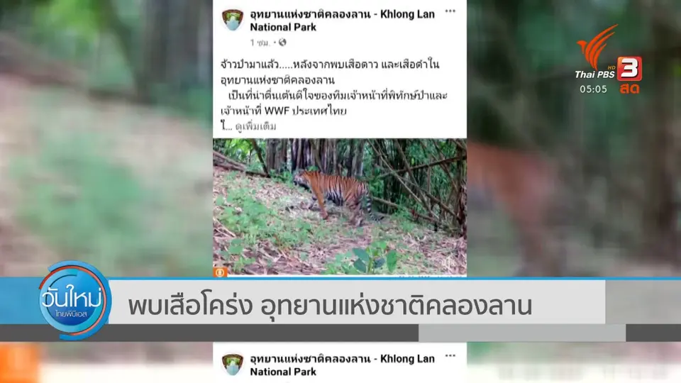 พบเสือโคร่ง อุทยานแห่งชาติคลองลาน