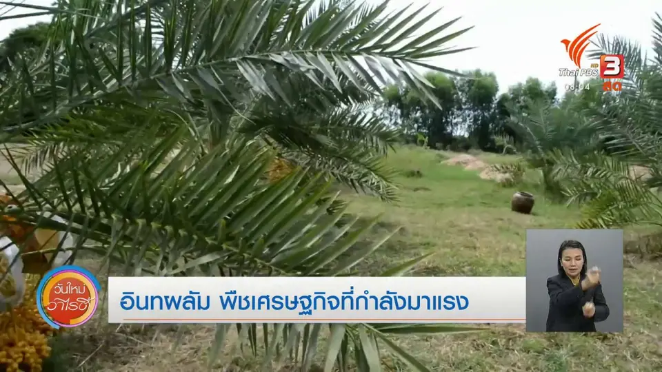 จับตาข่าวเด่น​ : อินทผลัม พืชเศรษฐกิจที่กำลังมาแรง