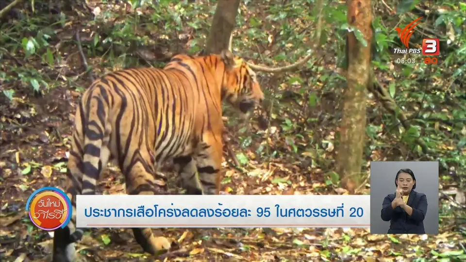 จับตาข่าวเด่น​ : ประชากรเสือโคร่งลดลงร้อยละ 95 ในศตวรรษที่ 20