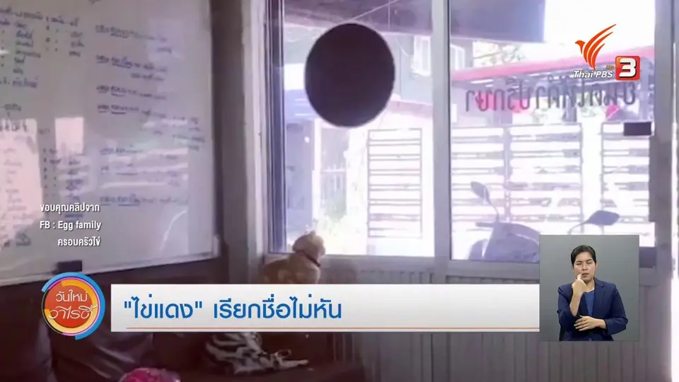​จับตาข่าวเด่น​ : “ไข่แดง” แมวลายสีส้ม เรียกชื่อแต่ไม่หัน
