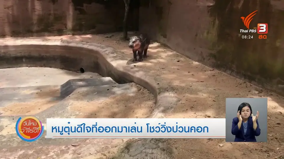 ​จับตาข่าวเด่น​ : หมูตุ๋นดีใจที่ได้ออกมาเล่น โชว์วิ่งป่วนคอก