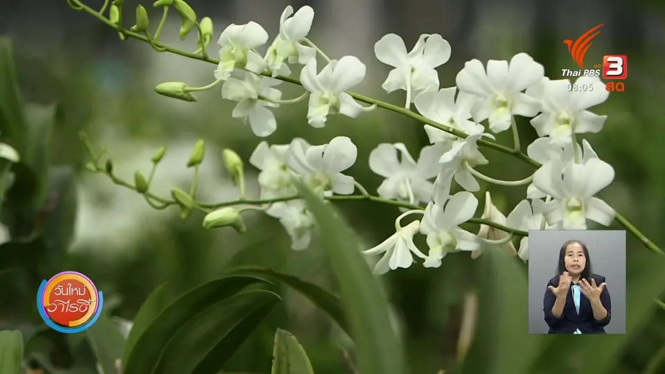 ​จับตาข่าวเด่น​ : โควิด-19 กระทบการส่งออกกล้วยไม้ไทย