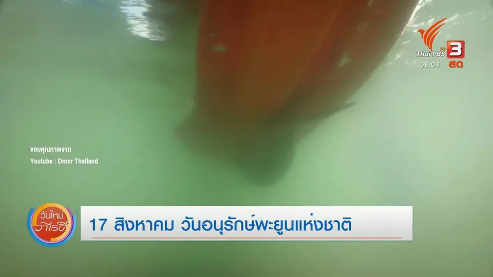 จับตาข่าวเด่น : 17 สิงหาคม วันอนุรักษ์พะยูนแห่งชาติ