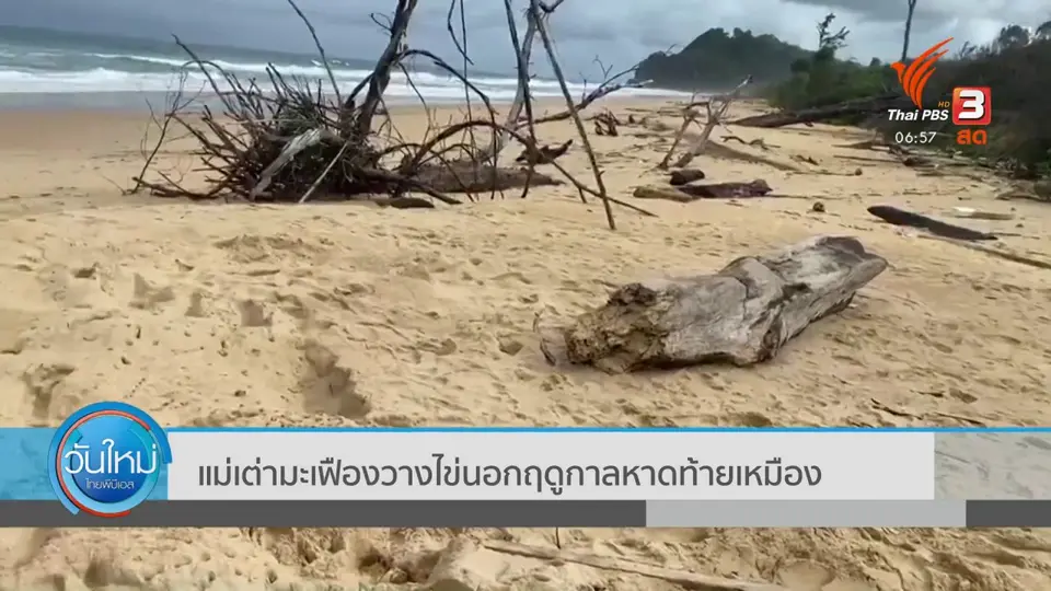 ​แม่เต่ามะเฟืองวางไข่นอกฤดูกาลหาดท้ายเหมือง