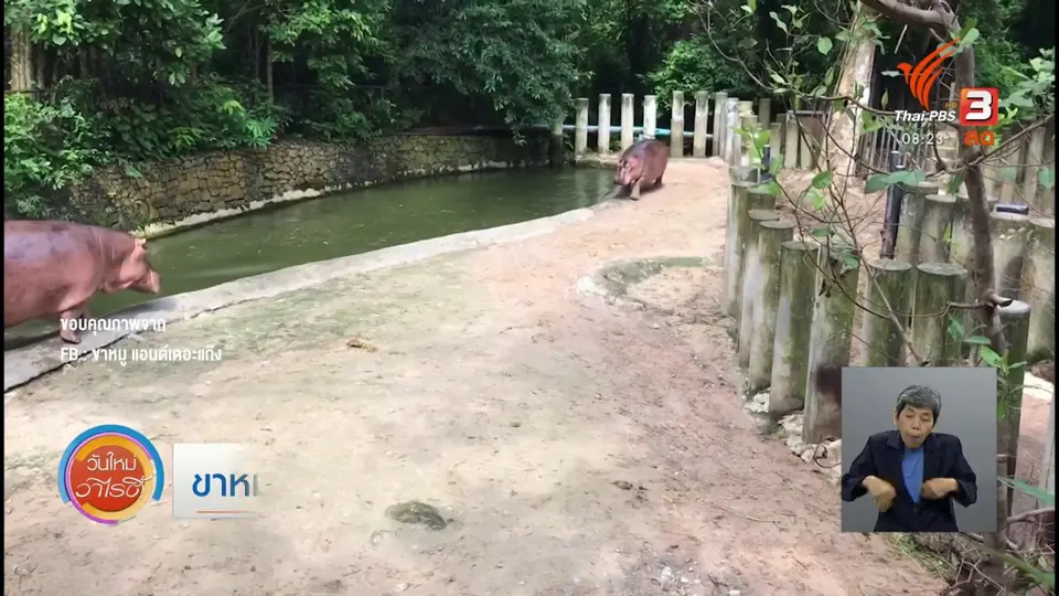​จับตาข่าวเด่น​ : ขาหมูโชว์พลังพี่ใหญ่ กระโดดเล่นน้ำ