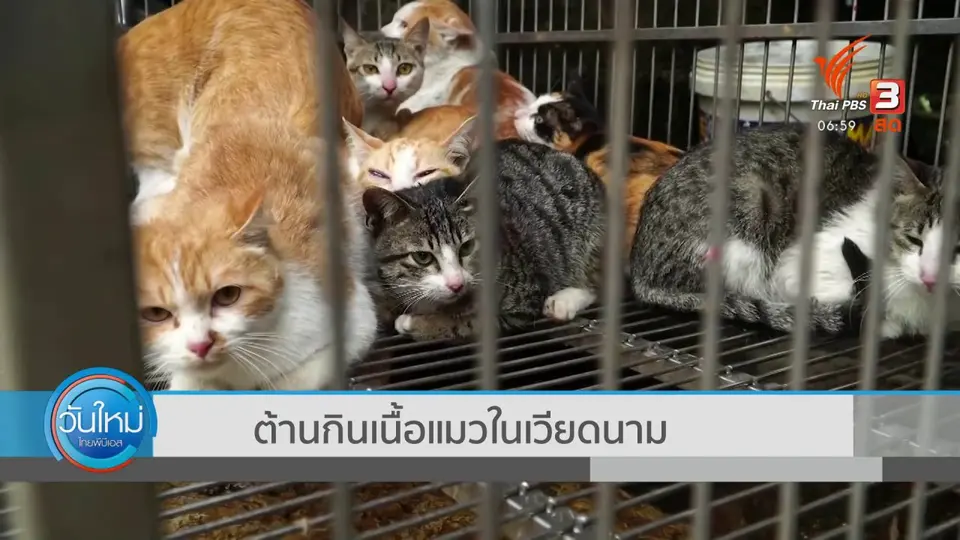 ​ต้านกินเนื้อแมวในเวียดนาม
