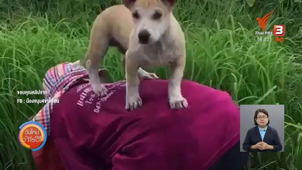 ​จับตาข่าวเด่น​ : ขนุน สุนัขนักดำนา