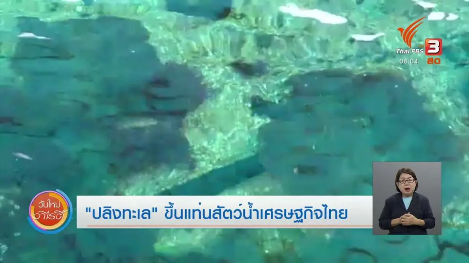 จับตาข่าวเด่น : “ปลิงทะเล” ขึ้นแท่นสัตว์น้ำเศรษฐกิจไทย