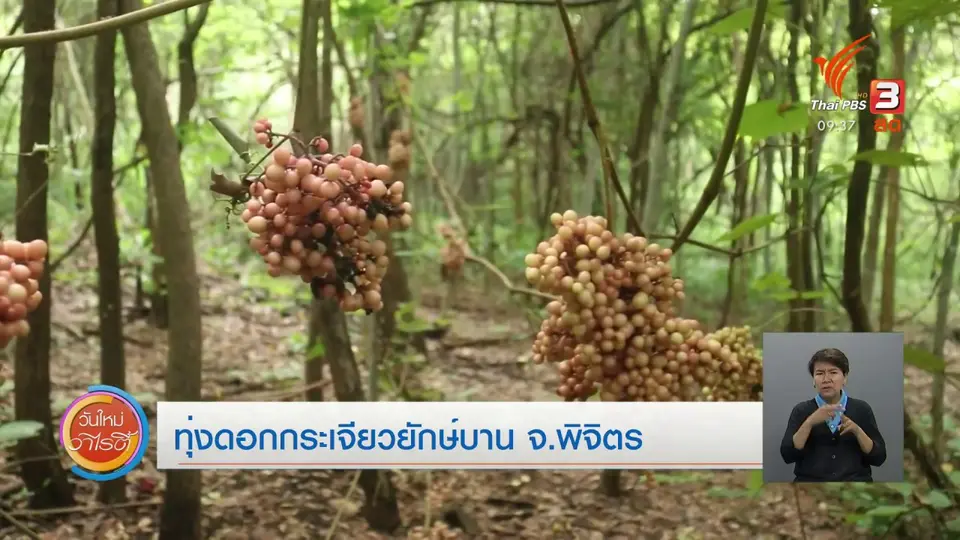 ​สีสันวาไรตี้ (20 ส.ค. 63)