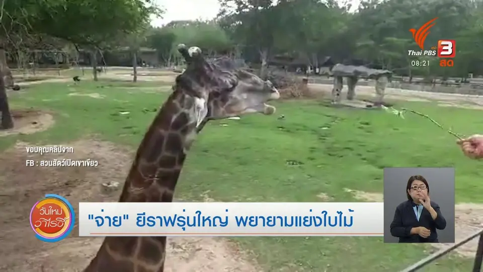 ​จับตาข่าวเด่น​ : “จ่าย” ยีราฟรุ่นใหญ่ พยายามแย่งใบไม้