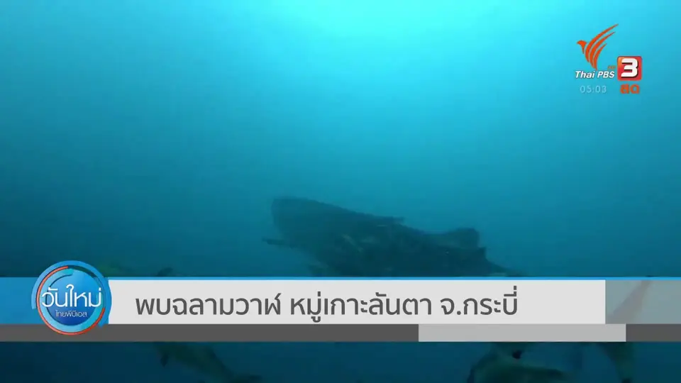 พบฉลามวาฬ หมู่เกาะลันตา จ.กระบี่