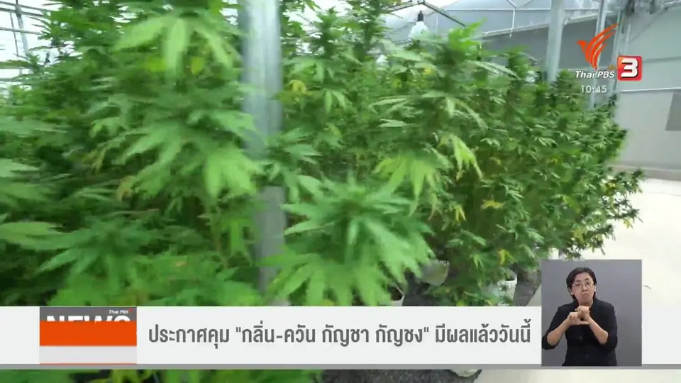 ​ประกาศคุม "กลิ่น-ควัน กัญชา กัญชง" มีผลแล้ววันนี้
