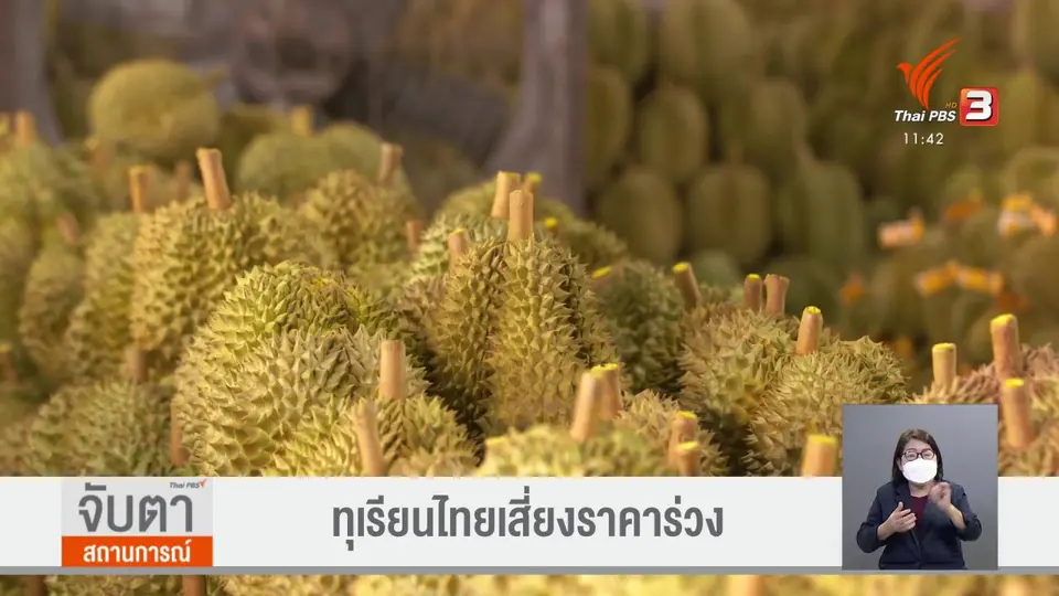 ​จับสัญญาณเศรษฐกิจ : ทุเรียนไทยเสี่ยงราคาร่วง